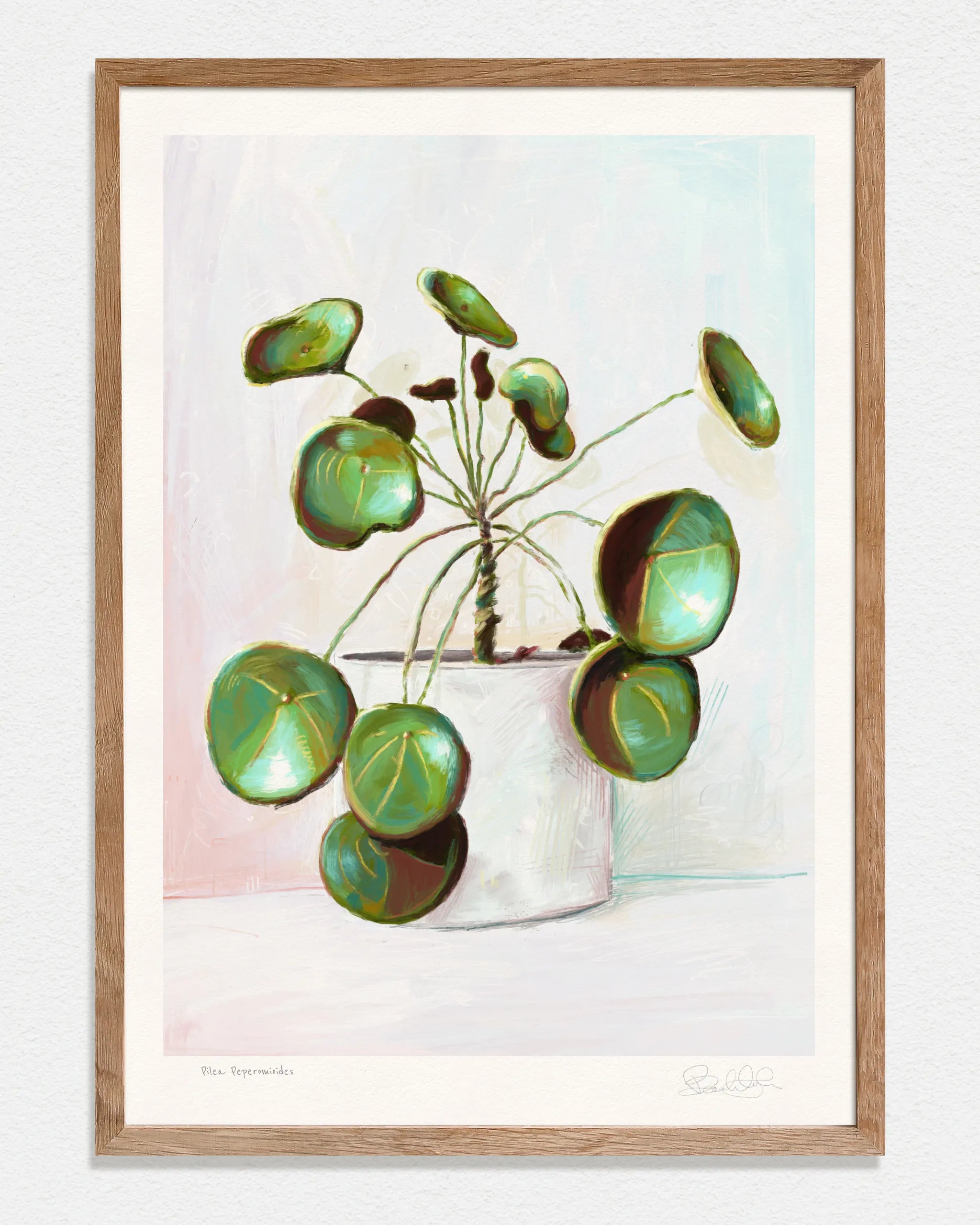 Pilea Peperomioides - Art Print
